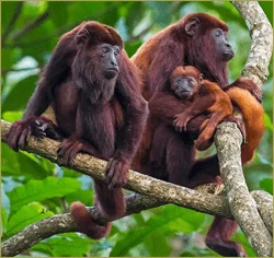Orinoco Fauna