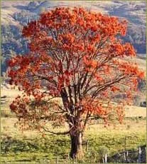 Árbol Bucare bucare