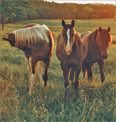 Caballos pastando