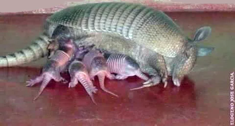 Cachicamera