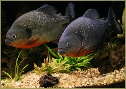Orinoco Fauna