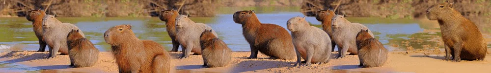 chigüiros