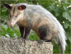 Orinoco Fauna