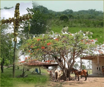 Cruz de Mayo - Región Llanera