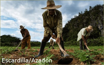 Escardilla - Azadón