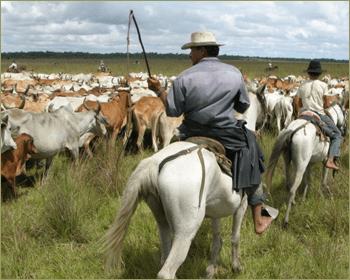 Llanero creole cattle