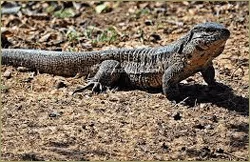 Orinoco Fauna