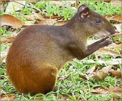 Orinoco Fauna