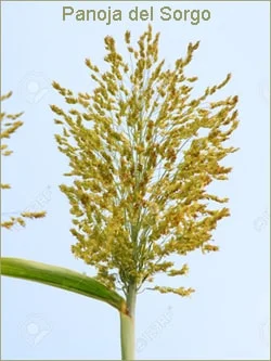 panoja-sorgo