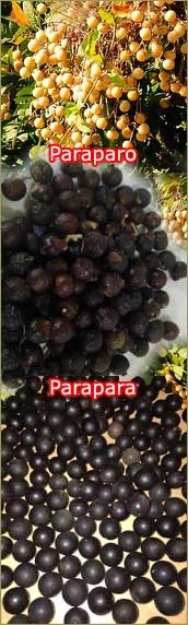 paraparo