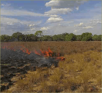 Burning of savannah in the plains