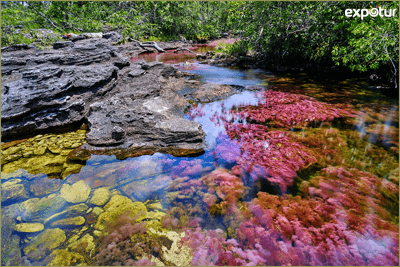 Turismo Caño Cristales - Colombia Turismo Caño Cristales - Colombia