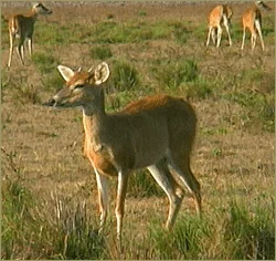Orinoco Fauna